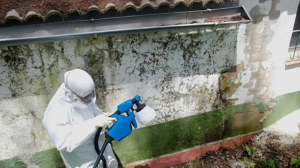 Mold Removal service in Hudson